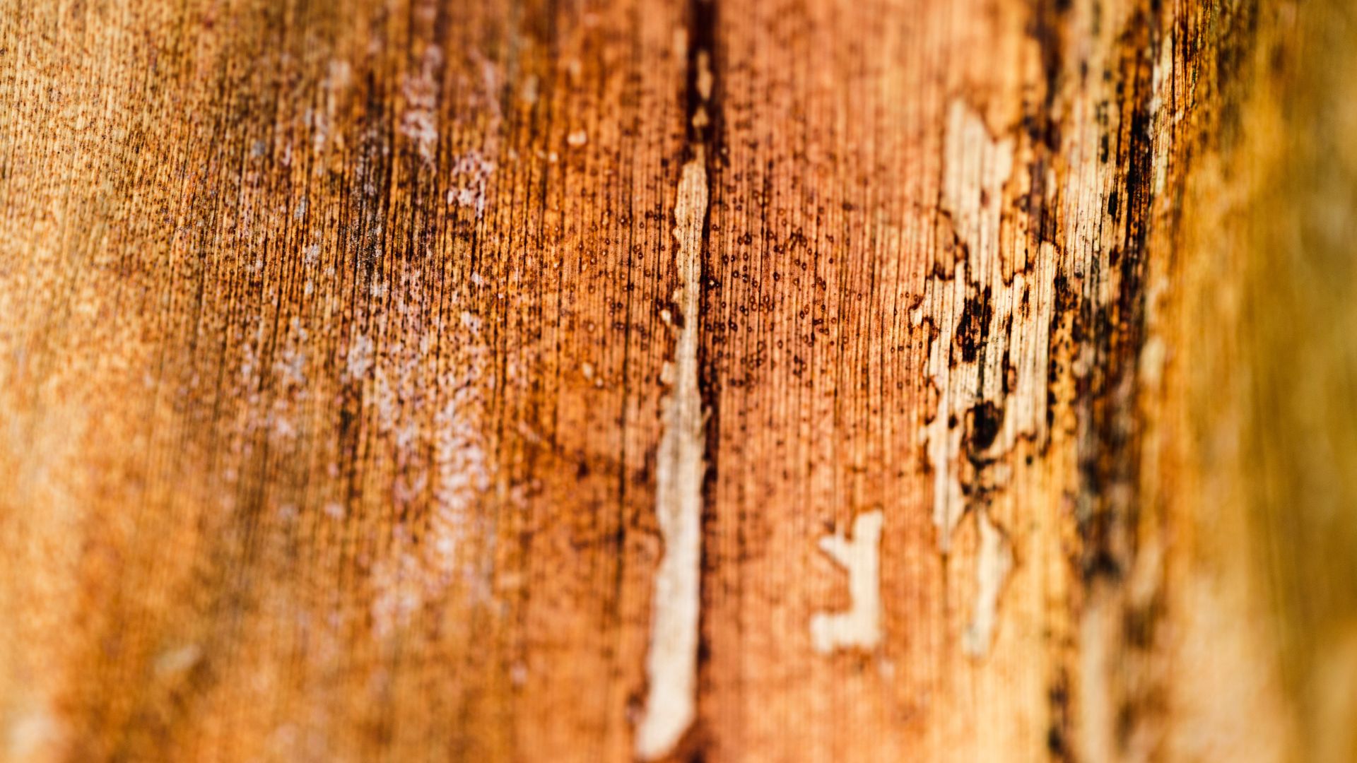 6 Steps to Restore PU Polish Chipping: Easy and Simple